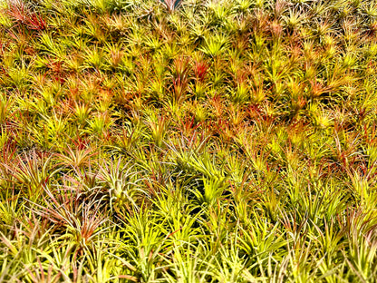 ragnaroc Air Plants Bulk - Tillandsia Ionantha Wholesale Pack, Regular 1-3" - 25ct - Live Arrival Guaranteed - House Plants for Home Decor & Gift
