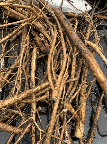 3 Root Scion cuttings of Aralia spinosa Tree, Devil's Walkingstick Rare Exotic Hardy