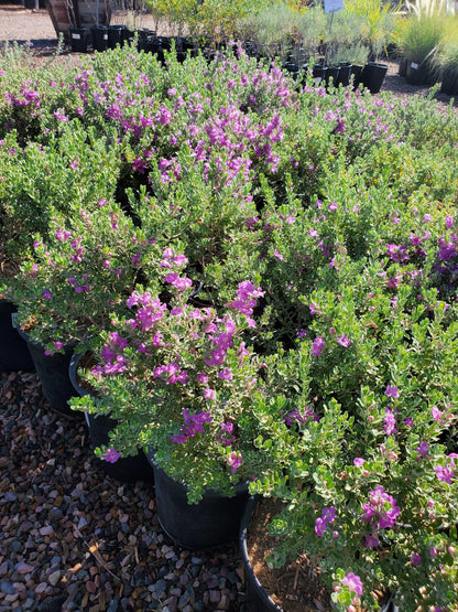 RedCrocus - RedCrocus Texas Sage - Drought-Tolerant Evergreen Bush, Fragrant Purple Blooms, Attracts Pollinators, Perfect for Desert Landscapes & Borders 10" Pot