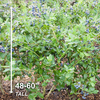 Garden State Bulb Jersey Blueberry, Bare Root, Non-GMO, Spring Planting (Bag of 2)