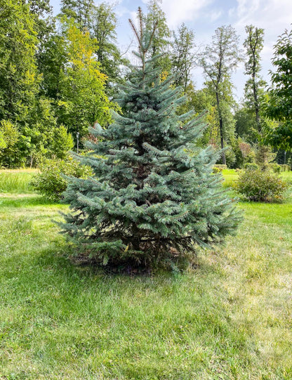 White Spruce Live Tree Seedling Plugs | 6"-12" | Arbor Day Foundation (10-Pack)
