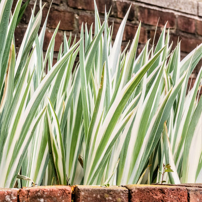 Easy to Grow Iris Pallida Variegata Pack of 1 Potted Flower Bulb - Rooted & Established in 4" Quart Pot, White Variegated Foliage & Purple Blooms in Summer, Plant in Sun Outdoor (Dalmatian Iris)