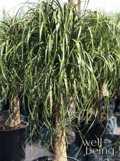 Nature's Way Farms Ponytail Palm (Beaucarnea Recurvata) Large Ponytail Palm Tree, Live Indoor Plant, in Growers Pot