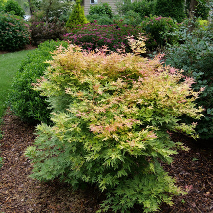 Proven Winners Metamorphosa Japanese Maple (Acer palmatum) Live Plant, 4.5" Qt, 4 Pack