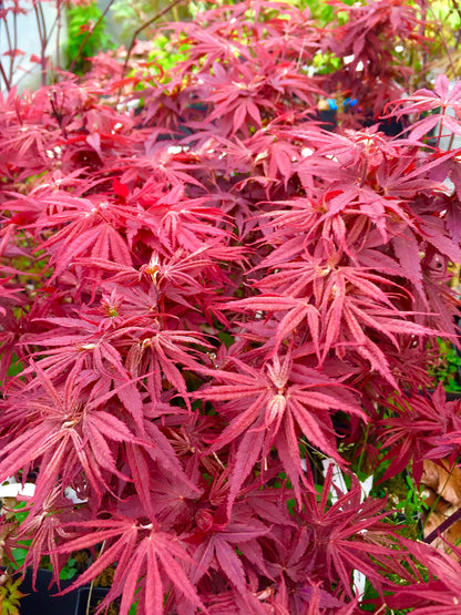 Pixie Dwarf Japanese Maple 3 - Year Live Tree