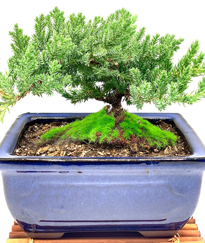 Live Dwarf Juniper Bonsai Tree 7 Year Old with Hand-Made Bamboo Stand | Juniper or Jade Bonsai Tree | Indoor/Outdoor | 100% Handcrafted| Home and Office Décor | Best Gift for Holiday