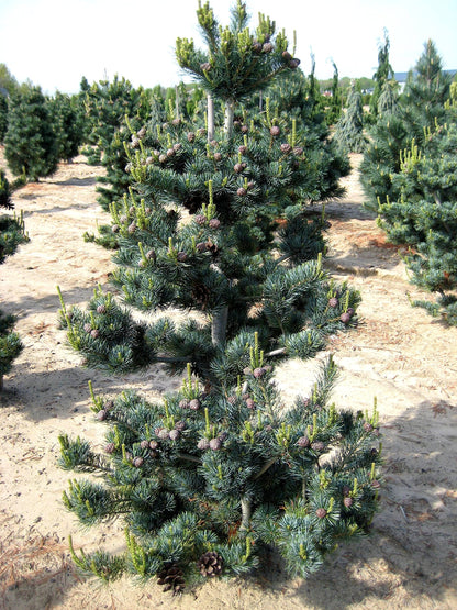 Blue Japanese White Pine 3 - Year Live Plant