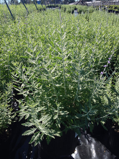 Perovskia atriplicifolia (Russian Sage) Perennial, purple flowers, 1 - Size Container