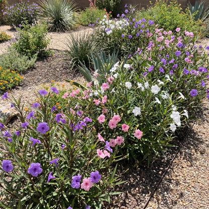 4 Mexican Petunia Live Plants 4–7 Inches Tall, Mexican Petunia Flowering Plants for Borders, Beds or Landscape (Mix)