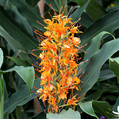 Easy to Grow Ginger Aurantiacum 3 Flower Bulbs - Uncommon Orange Fragrant Blooms in Summer Tropical Garden