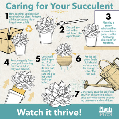 Live Aloe Plant Succulents, Star Aloe Plants Live in Clay Pots for Plants, Succulents Plants Live in Potting Soil, Potted Succulents Live Plants, Cactus Plants Live Succulent Plants by Plants for Pets