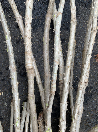 3 Branches/Stems 24” Long of Aralia spinosa - Devil's Walkingstick