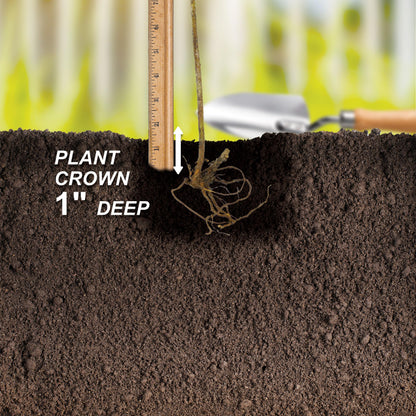 Garden State Bulb Jersey Blueberry, Bare Root, Non-GMO, Spring Planting (Bag of 2)