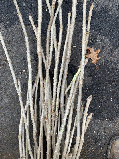 3 Branches/Stems 24” Long of Aralia spinosa - Devil's Walkingstick