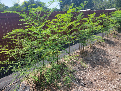 Generic Moringa Trees 3 Live Moringa Plants with Moringa Seeds - Organically Grown - Non-GMO - Miracle Tree - Moringa Oleifera - Herb, Green