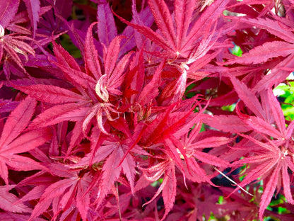 Pixie Dwarf Japanese Maple 2 - Year Live Tree