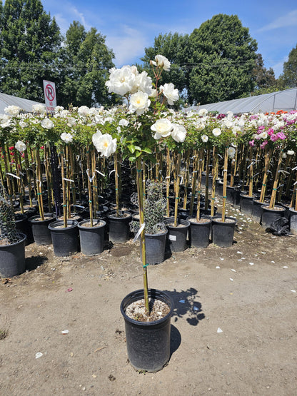 Rose Tree 4-5 Feet | Live Flowering Tree for Outdoor Planting | Reblooming Flowers All Year Long, 5 Gall Potted (Iceberg, 5 Gallon) Snow White Blossom Perfect Pops of Color in The Garden