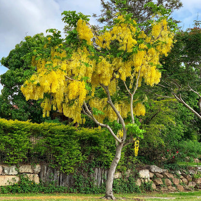 QAUZUY GARDEN 15 Golden Shower Seeds, Purging Cassia, Indian Laburnum, Pudding-Pipe Tree, Gold Rush Yellow Cassia Fistula Flower - Attract Pollinators - Showy Tree Accent