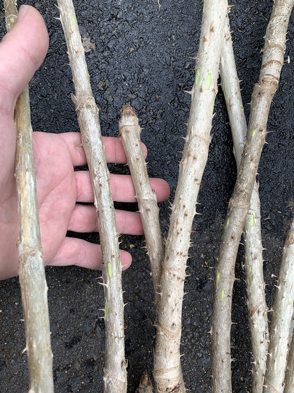 3 Branches/Stems 24” Long of Aralia spinosa - Devil's Walkingstick