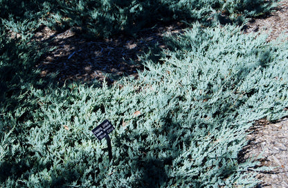 Juniper Blue Chip - 3 Live Plants - Juniperus Horizontalis - Drought Tolerant Cold Hardy Evergreen Ground Cover