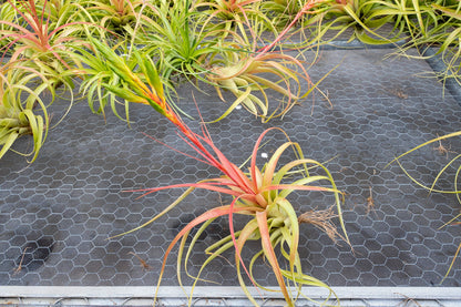 Air Plant Shop Tillandsia Roland Gosselini - Live Succulent House Plants - Home and Garden Decor - Easy Care Indoor and Outdoor Plants (Pack of 1)
